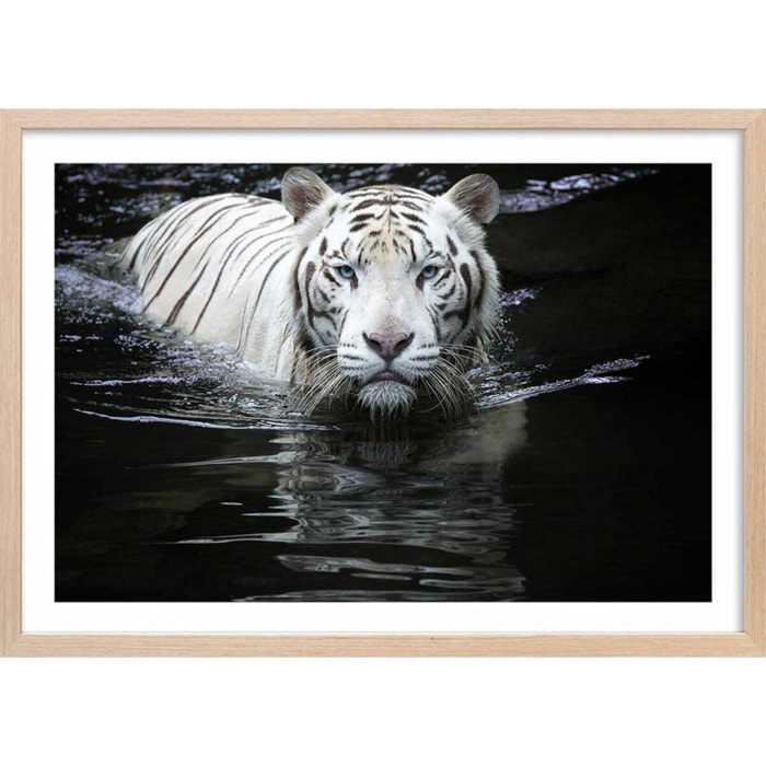 Affiche tigre Regarde moi... Affiche + cadre en bois - Chêne