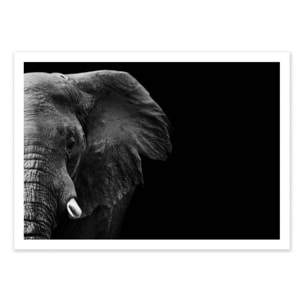 Art-Poster - Elephant face - 1x - 50 x 70 cm
