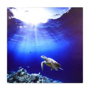 Quadro stampa con bluetooth mare e tartaruga blu cm60x60x4