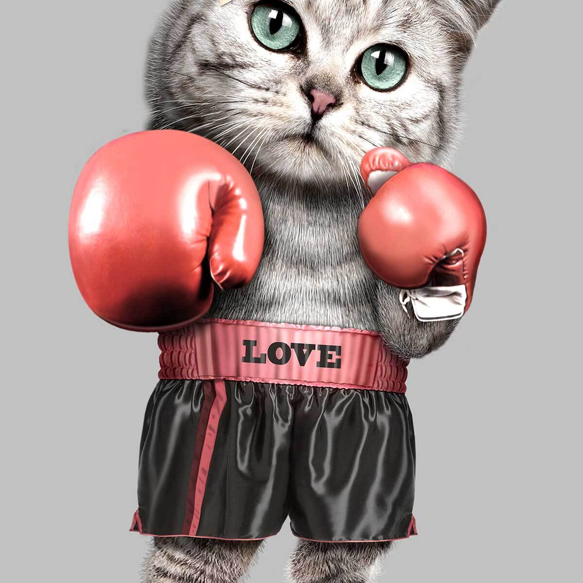 Affiche enfant chat boxeur  Affiche sous cadre bois