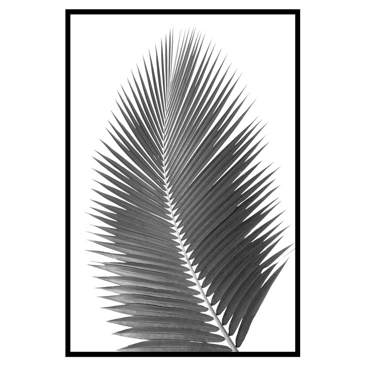 Affiche encadrée feuille de palmier noir et blanc Affiche + cadre en métal - Noir