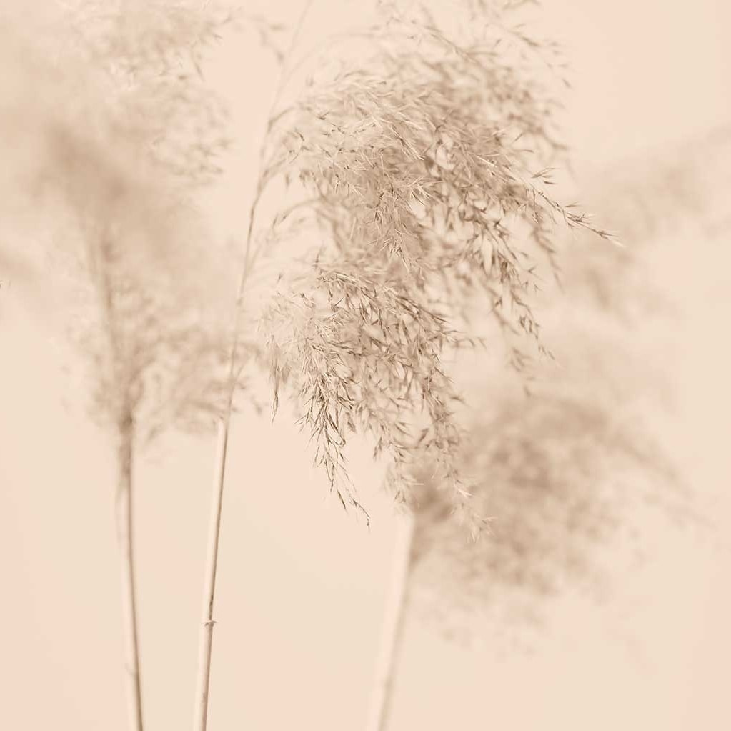 Tableau des champs sauvages Tableau plexiglas