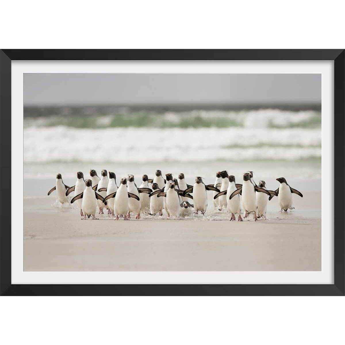 Affiche animaux pingouins Affiche + cadre en bois - Noir