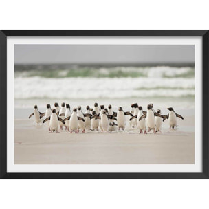 Affiche animaux pingouins Affiche + cadre en bois - Noir