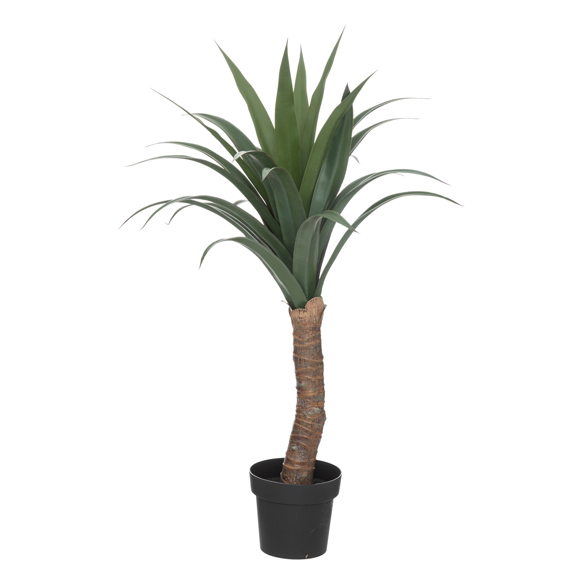 Yuca palmera h110