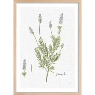 Affiche fleurs Lavande illustrée Affiche + cadre en bois - Chêne
