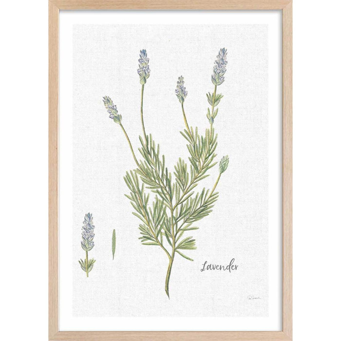 Affiche fleurs Lavande illustrée Affiche + cadre en bois - Chêne