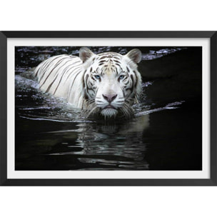 Affiche tigre Regarde moi... Affiche + cadre en bois - Noir