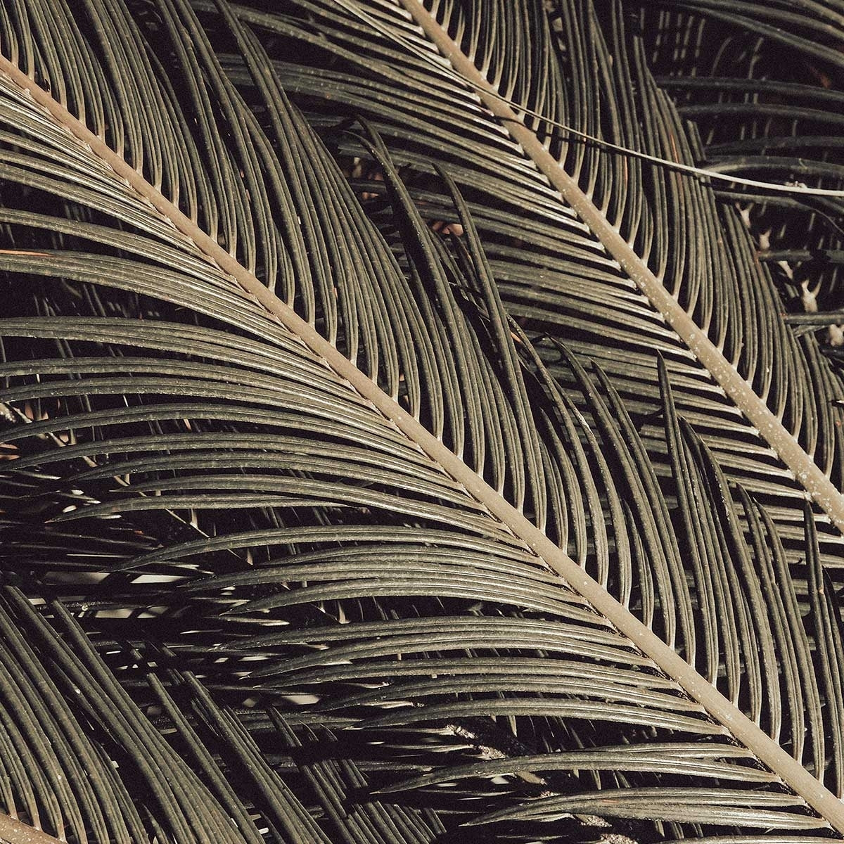 Poster palm island Affiche sous cadre bois