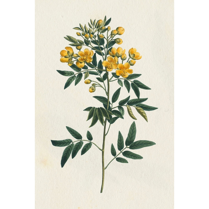 Tableau fleurs millepertuis illustré Tableau plexiglas