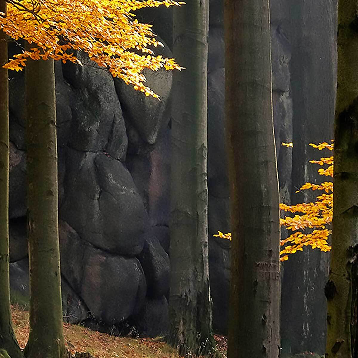 Affiche encadrée forêt d’automne aux couleurs chaudes Affiche + cadre en métal - Noir
