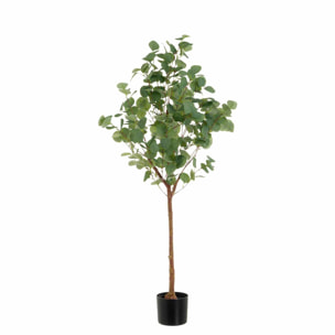 Planta eucalipto atenea 130cm