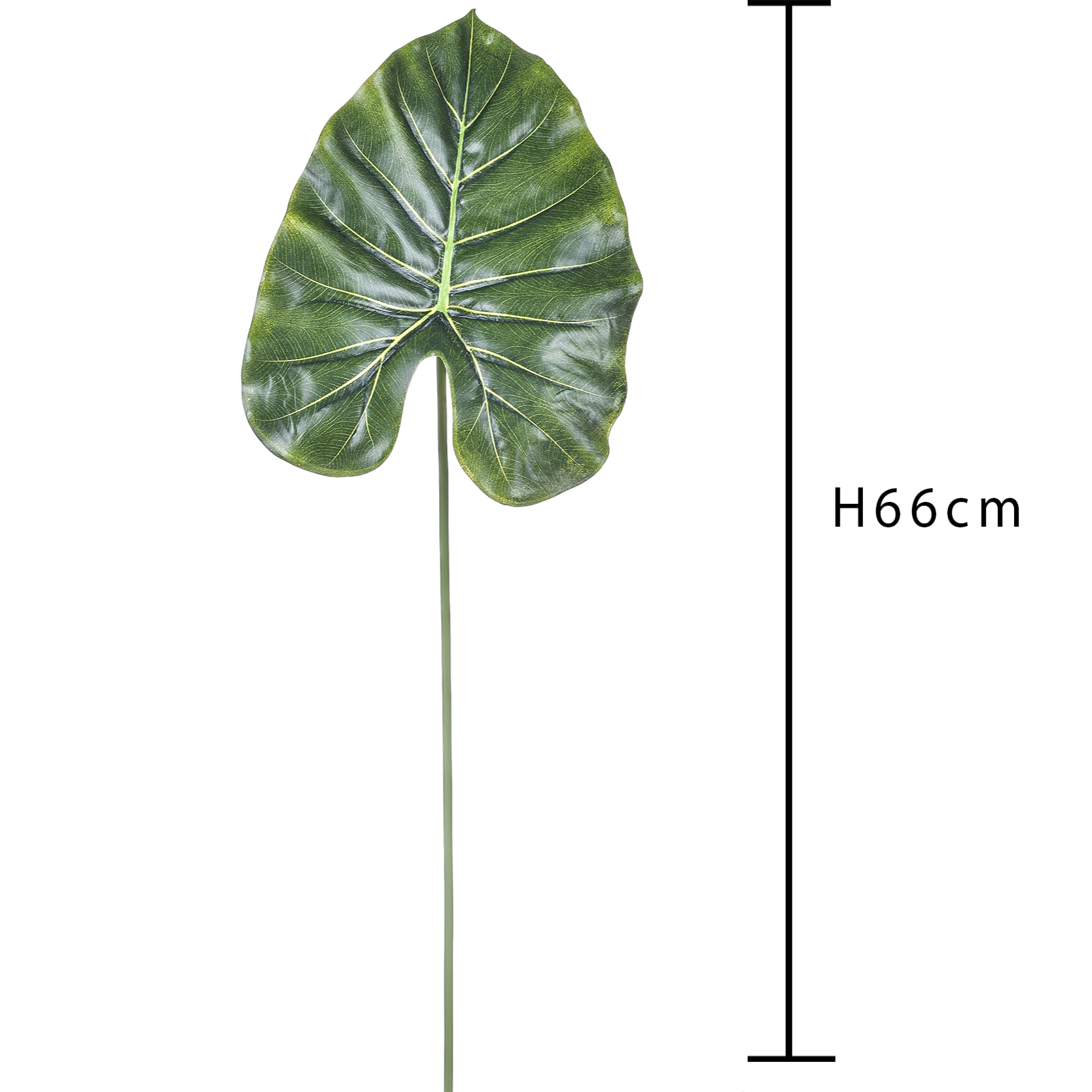 Foglia di Pothos. Altezza 66 Cm - Pezzi 12 - 29X66X20cm - Colore: Verde - Bianchi Dino - Piante Artificiali