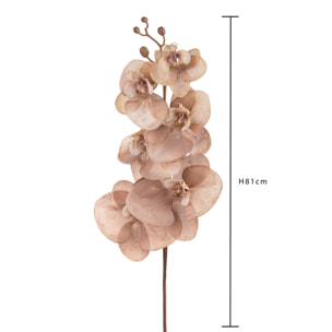 Phalenopsis br/gold - Pezzi 12 - BEIGE - Bianchi Dino SpA