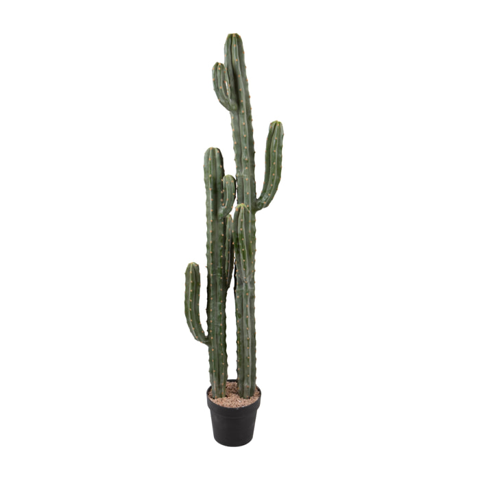 Cactus cereus con vaso - Pezzi 1 - Colore: Verde - Bianchi Dino