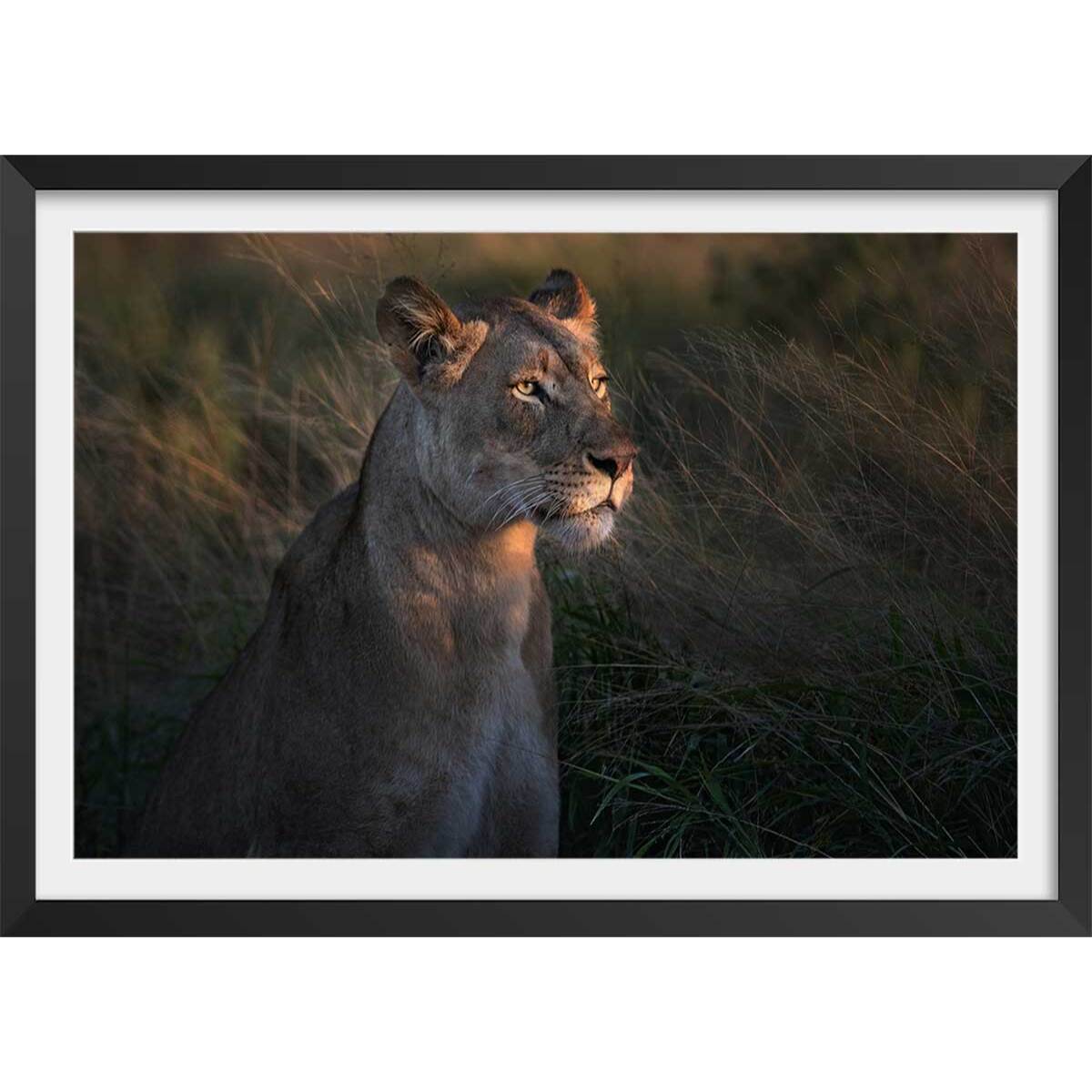 Affiche Lionne au crepuscule... Affiche sous cadre noir