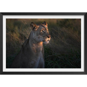Affiche Lionne au crepuscule... Affiche sous cadre noir