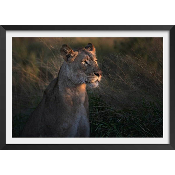 Affiche Lionne au crepuscule... Affiche sous cadre noir