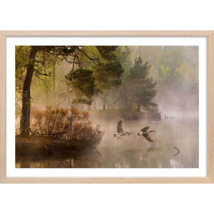 Affiche paysage oies sauvages Affiche + cadre en bois - Chêne