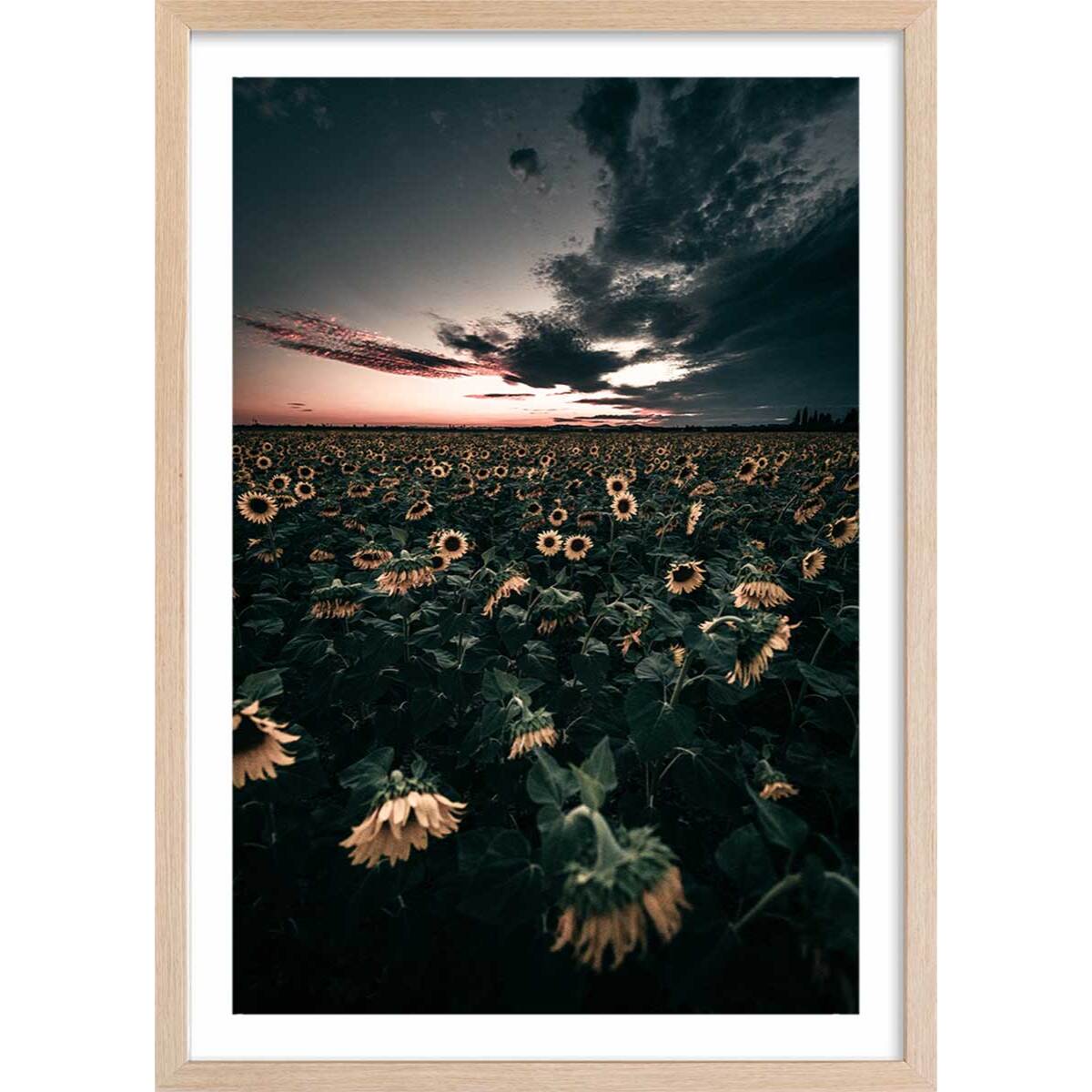 Affiche fleurs wake up sunflowers! Affiche + cadre en bois - Chêne