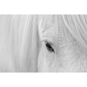 Tableau cheval blanc d' Islande Tableau plexiglas