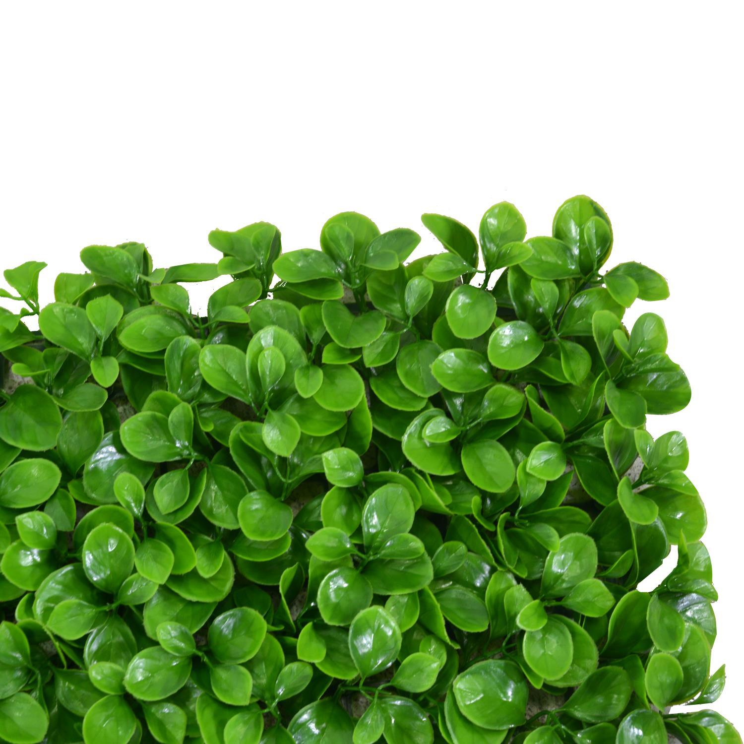 Parete verde verticale Vacchetti peperomia cm50x50