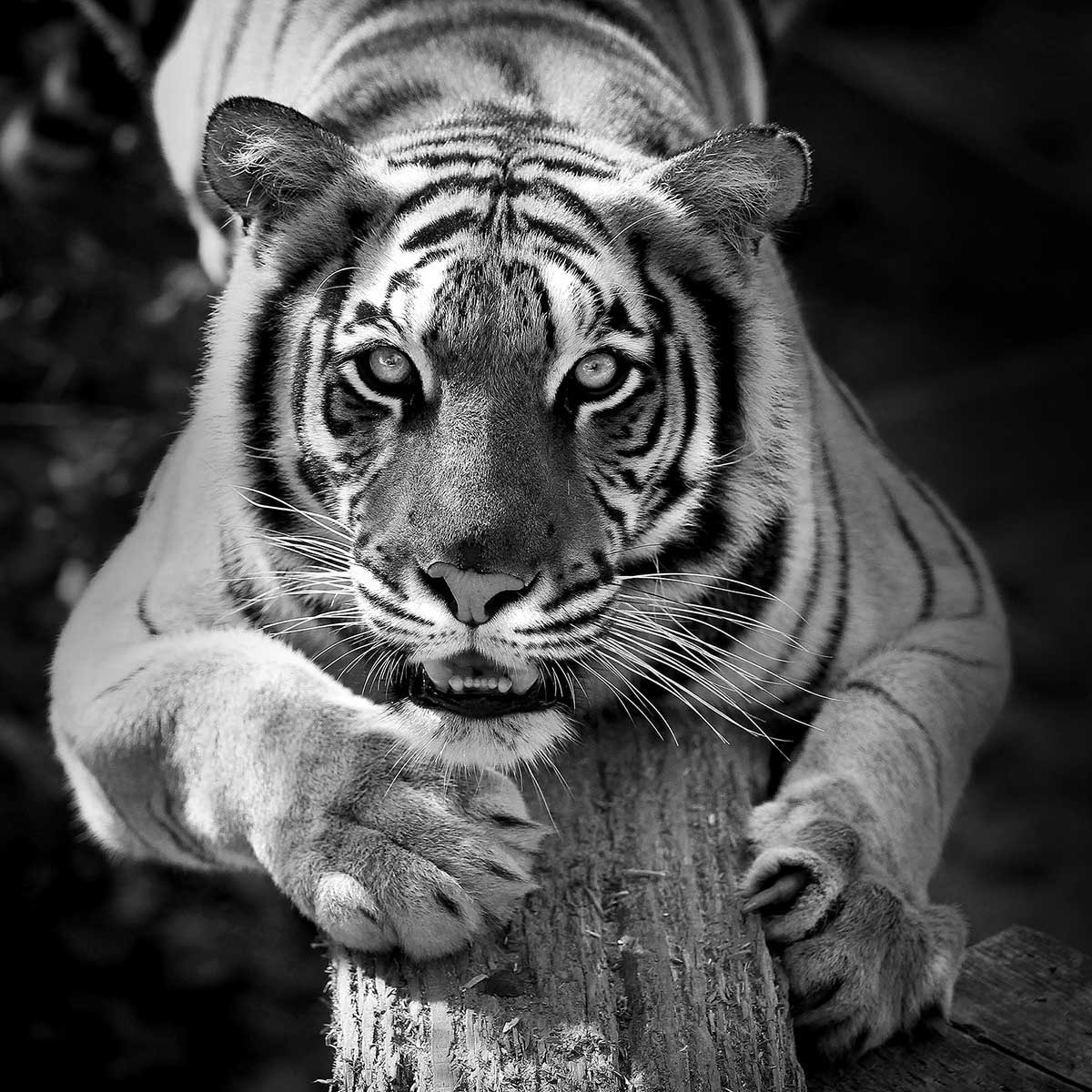 Tableau noir et blanc tigre jade Toile imprimée