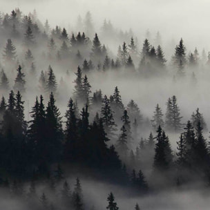 Affiche encadrée forêt de pins dans la brume Affiche + cadre en métal - Noir