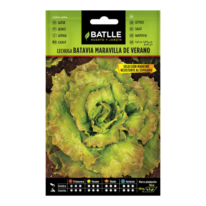 Semillas de Lechuga Maravilla de Verano Batlle