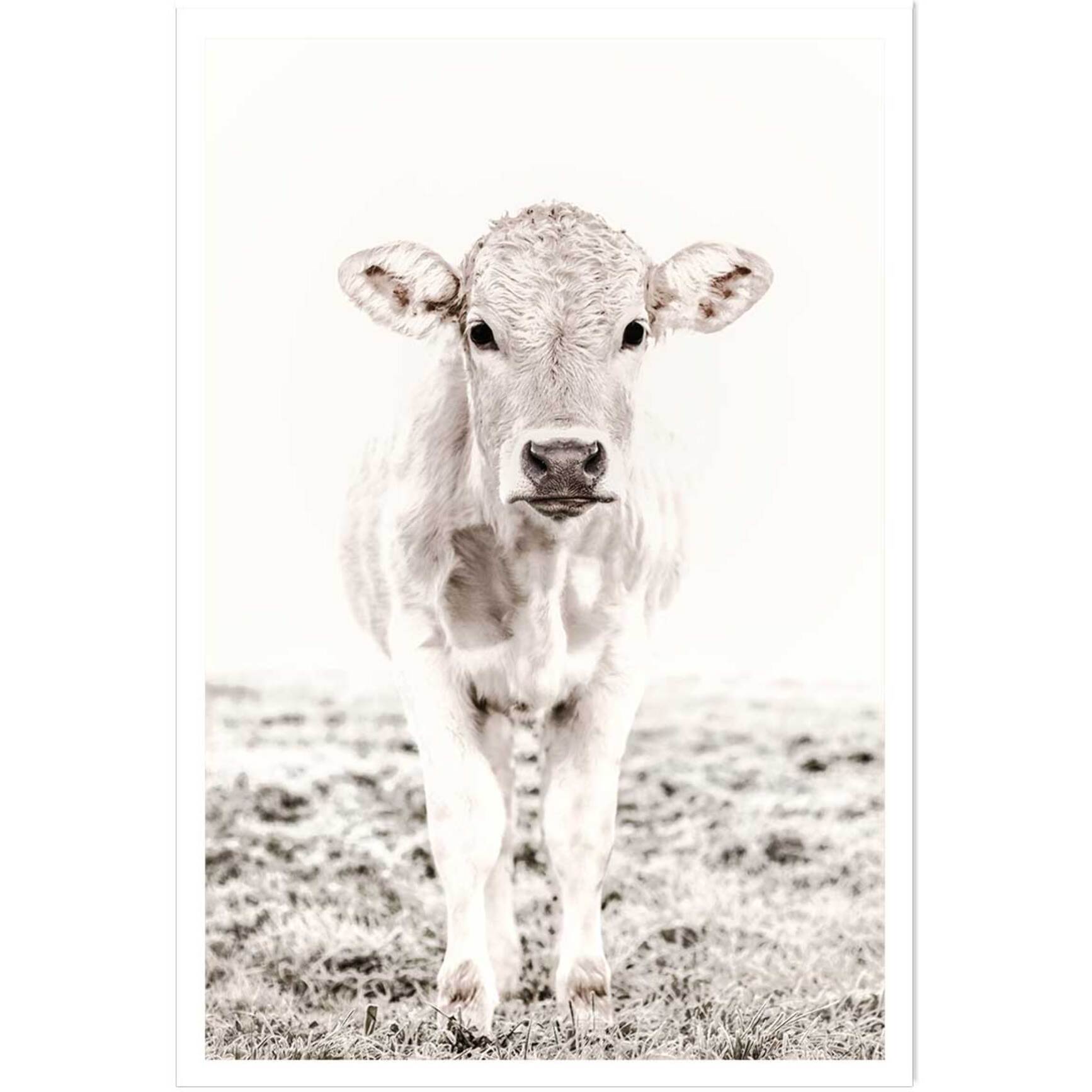 Affiche enfant veau  Affiche seule