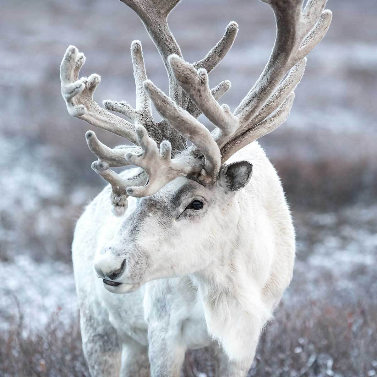 Affiche enfant parrot blanc  Affiche seule