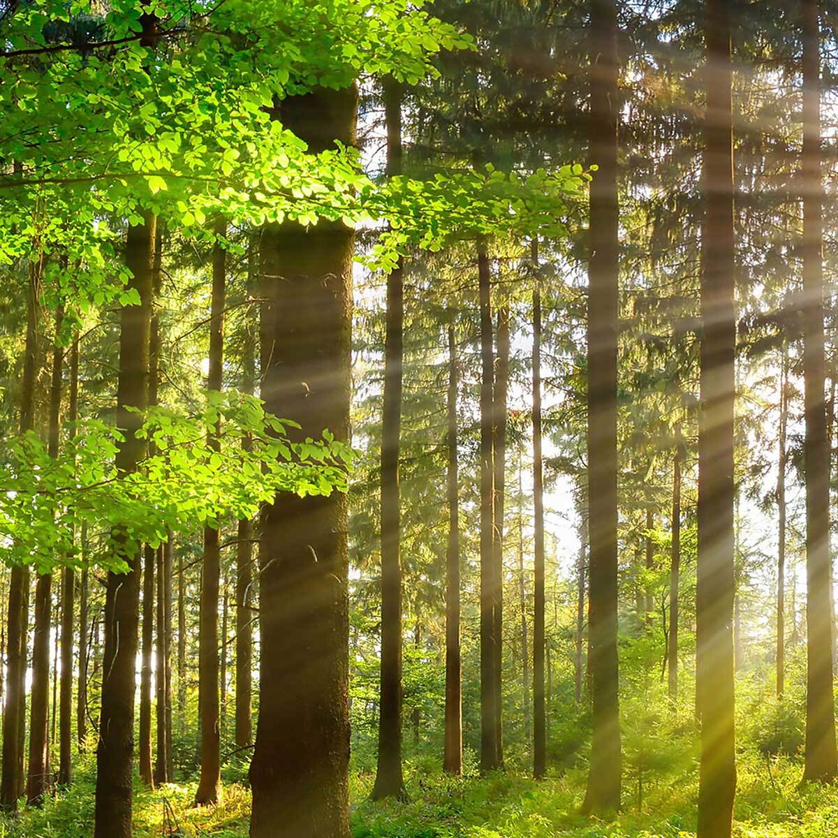 Affiche encadrée Forêt verte illuminée Affiche + cadre en métal - Noir