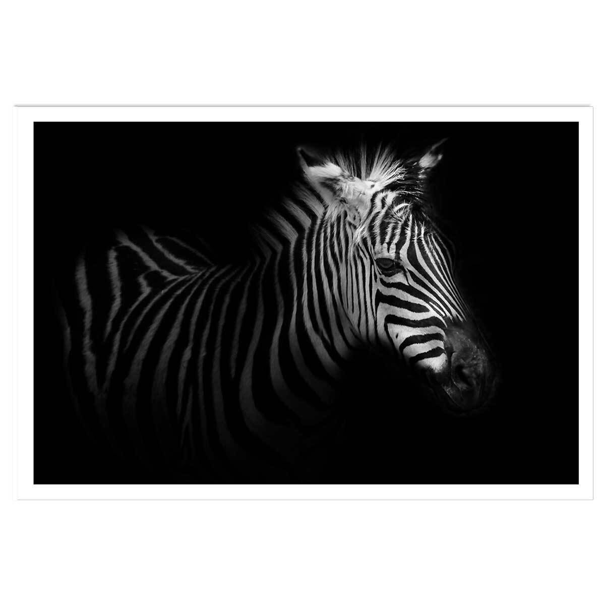 Affiche zebre dans la lumière Affiche seule