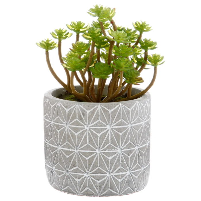 Plante grasse artificielle - pot en ciment - H17 cm