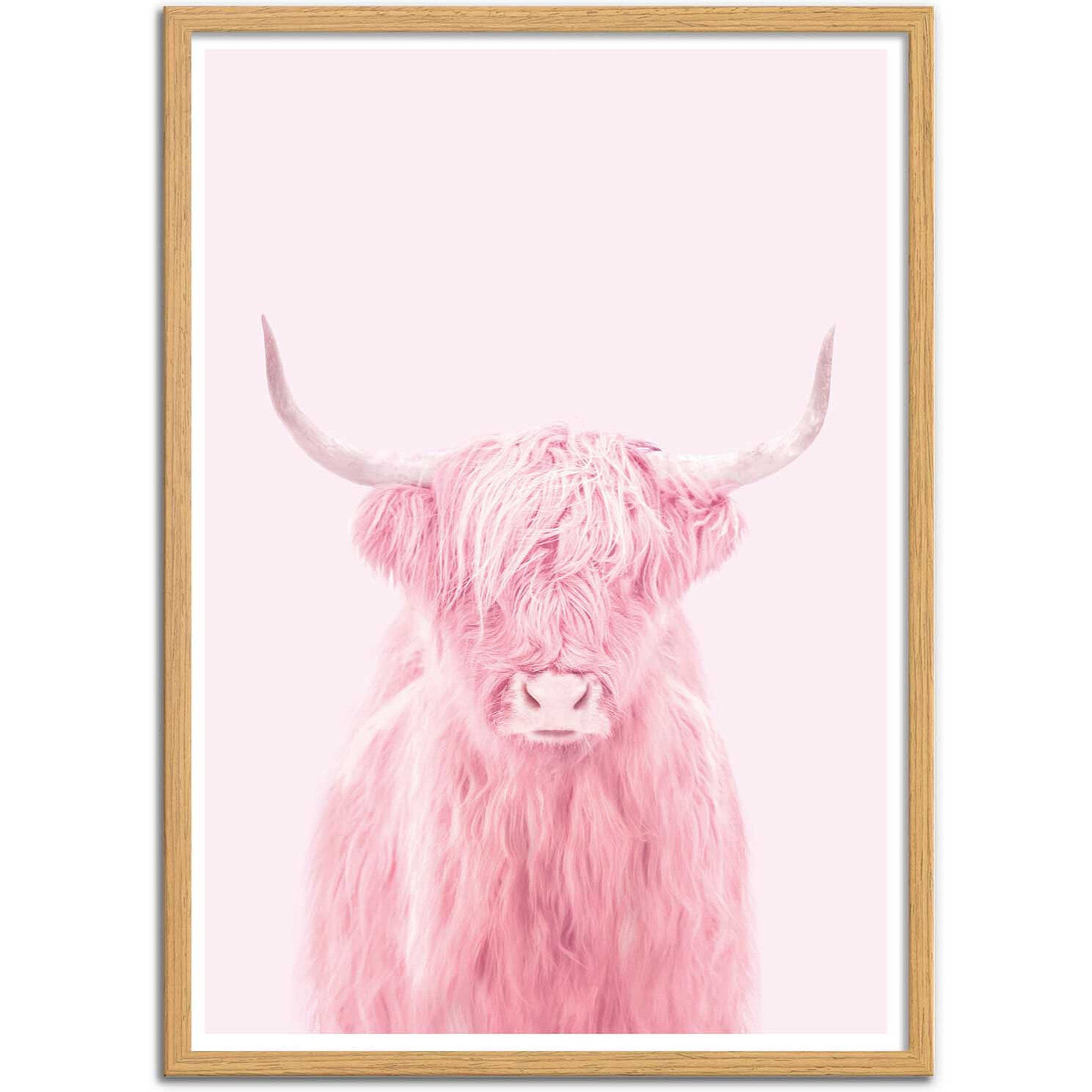 Affiche - Highland cow - Paul Fuentes