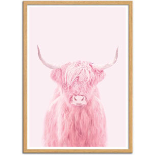 Affiche - Highland cow - Paul Fuentes