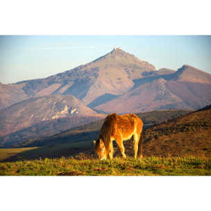 Tableau chevaux pottok  Tableau alu Dibond
