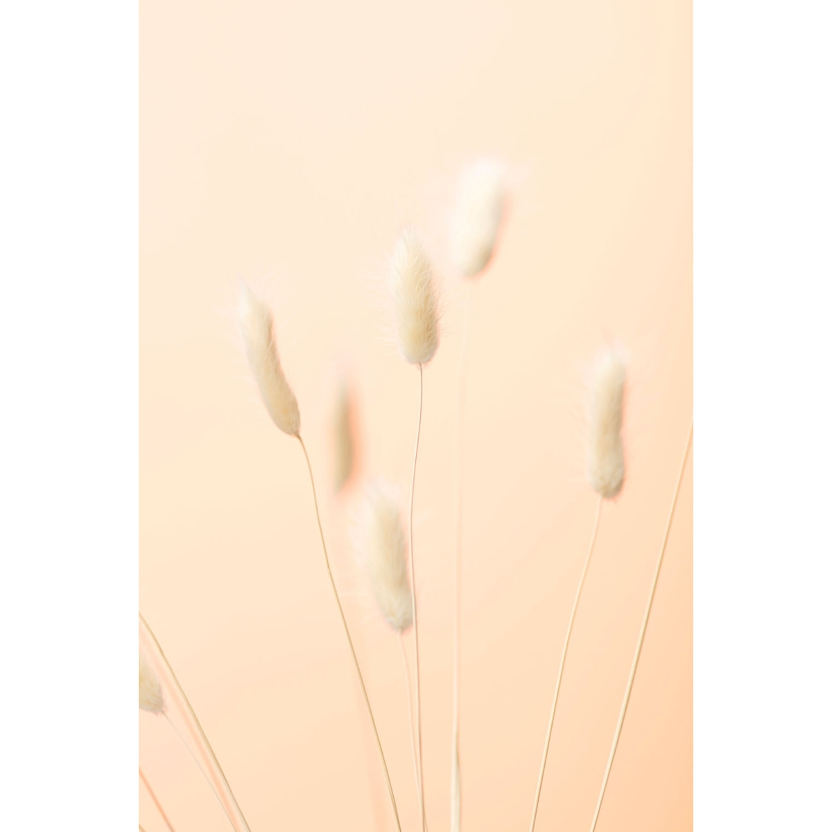 Tableau scandi pampa Tableau plexiglas