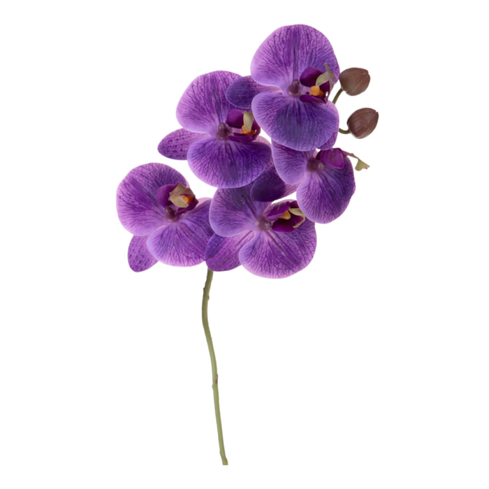 Orchidea phaleonopsis - Pezzi 6 - Colore: Lavanda - Bianchi Dino