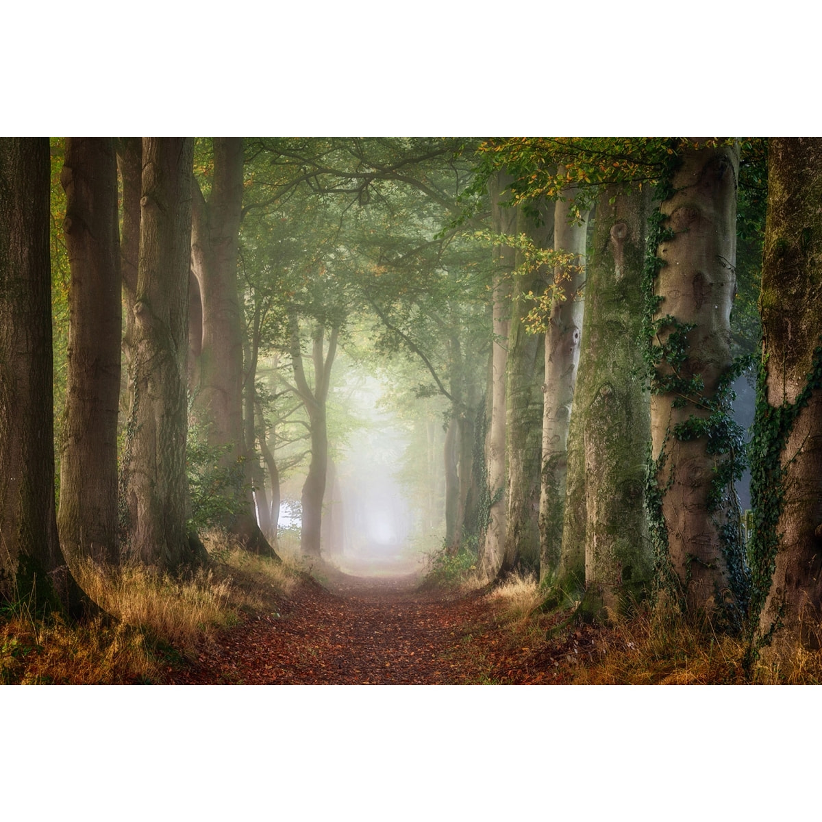 Tableau paysage sur le chemin Tableau plexiglas