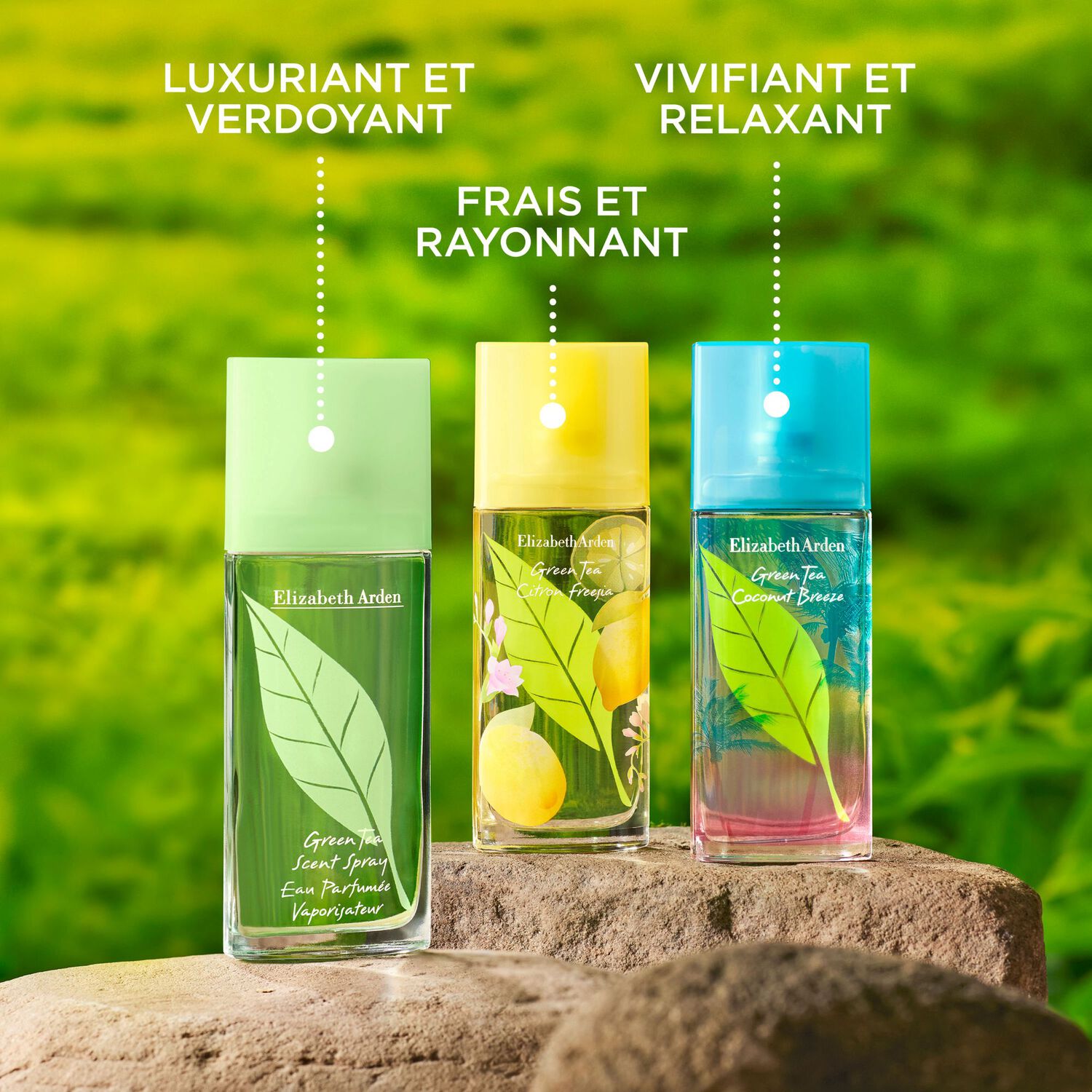 Green Tea Coconut Breeze - Eau de Toilette