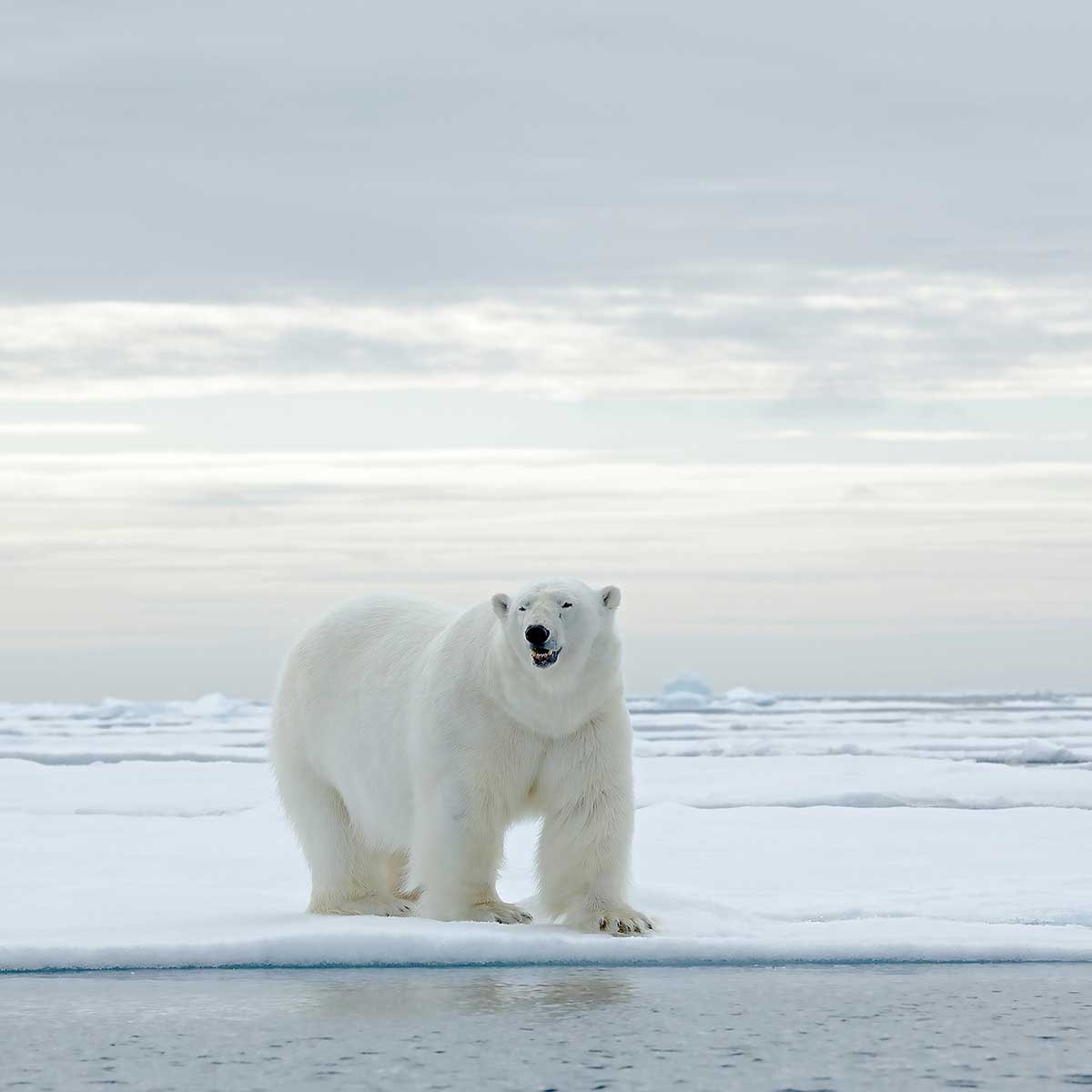 Affiche ours blanc sur la banquise Affiche + cadre en bois - Chêne