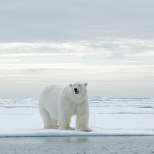 Affiche ours blanc sur la banquise Affiche + cadre en bois - Chêne