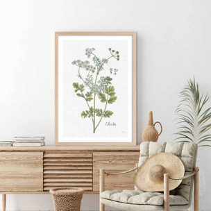 Affiche fleurs Coriandre dessinée Affiche + cadre en bois - Chêne
