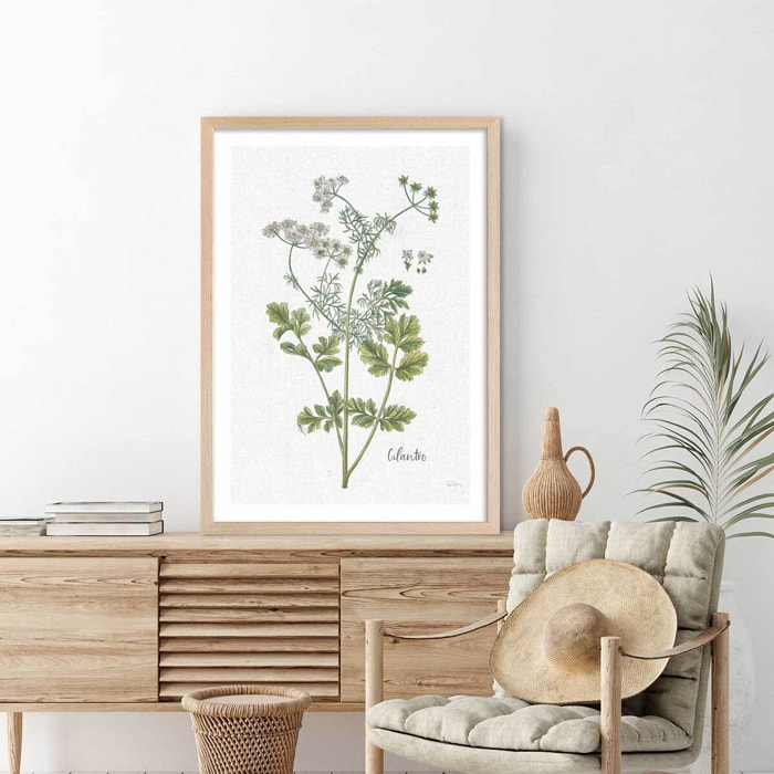 Affiche fleurs Coriandre dessinée Affiche + cadre en bois - Chêne