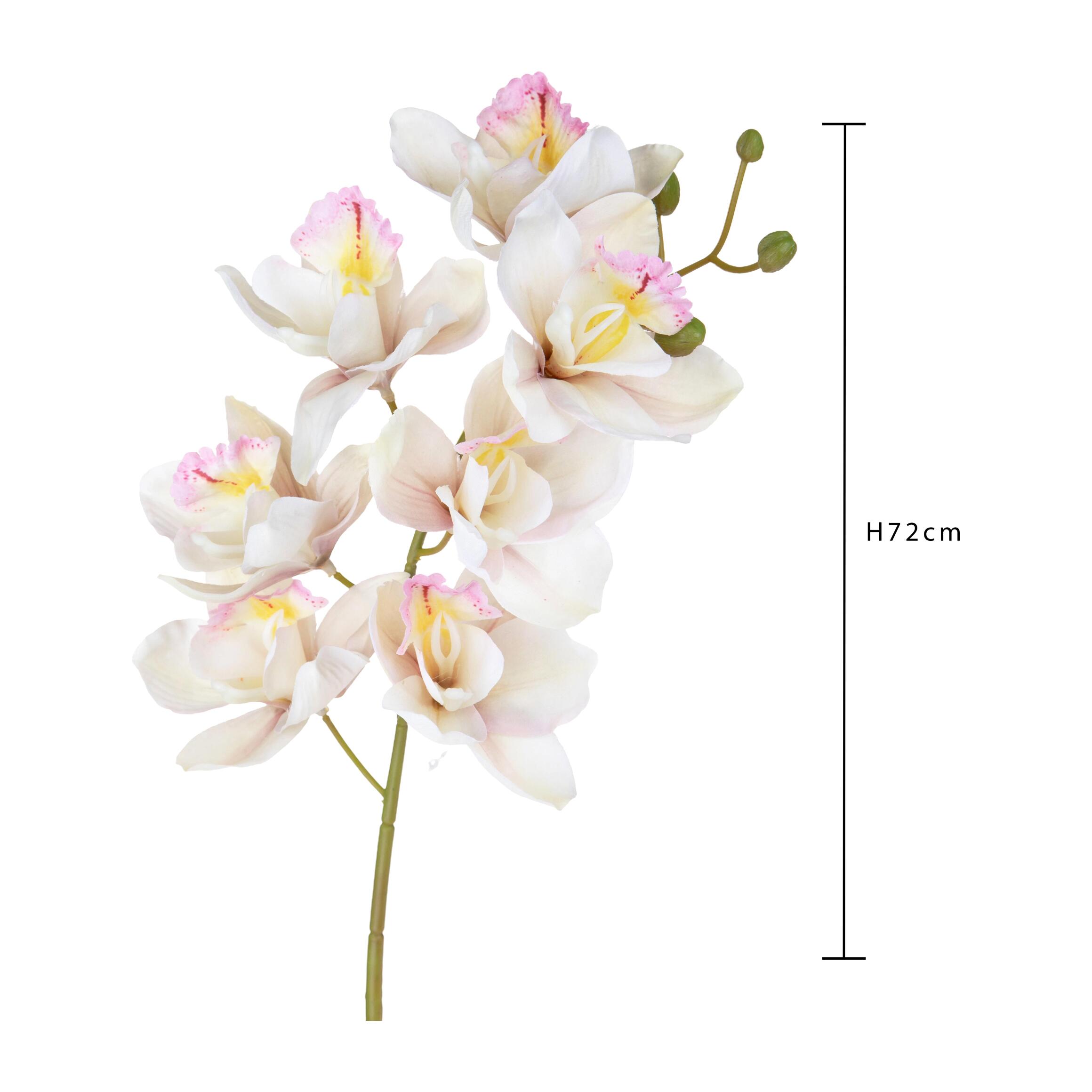 Cymbidium - Pezzi 3 - Colore: Crema/Rosa - Bianchi Dino