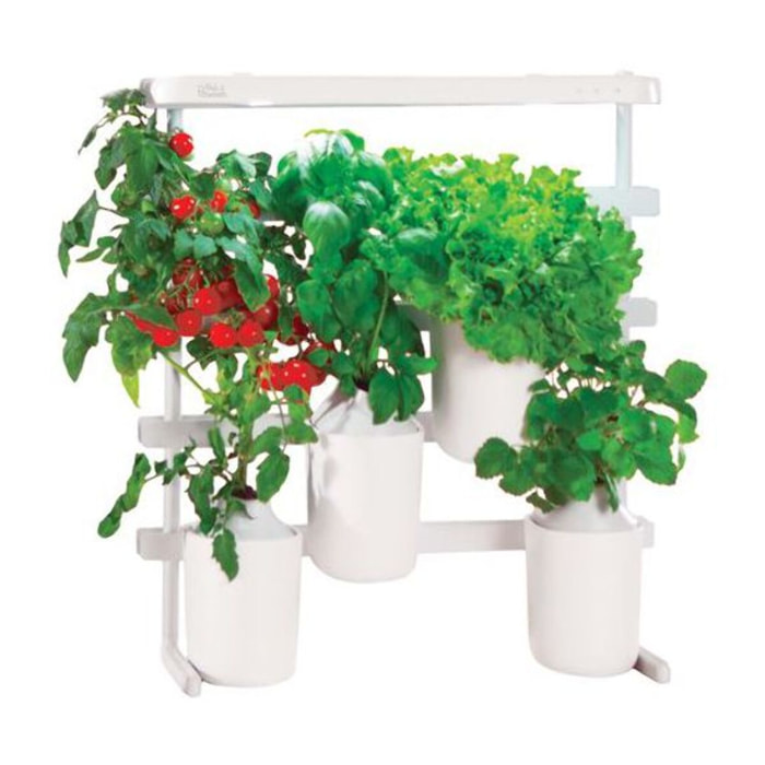 Recharge jardin d'intérieur PRET A POUSSER Mini tomates