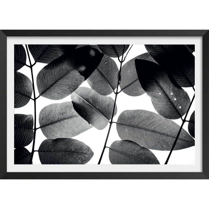 Affiche reproduction experiments with leaves i Affiche + cadre en bois - Noir