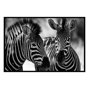 Affiche encadrée zèbres en noir et blanc Affiche + cadre en métal - Noir