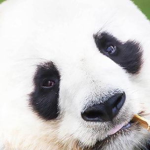 Affiche encadrée panda géant mangeant du bambou Affiche + cadre en métal - Noir